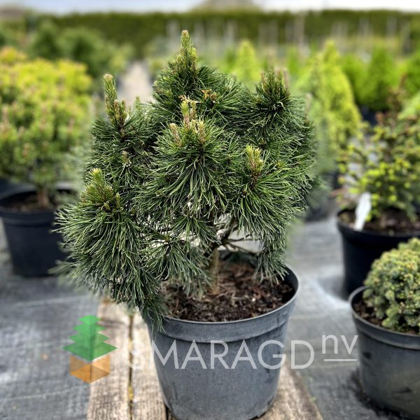 Сосна гірська - Pinus mugo Varella