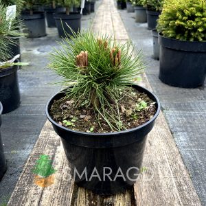 Сосна чорна - Pinus nigra Maria Bregeon