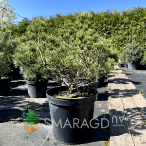 Сосна смолиста - Pinus resinosa Watnong