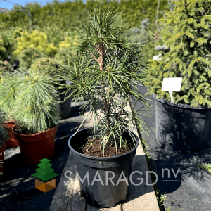 Сосна японська - Pinus Sciadopitys