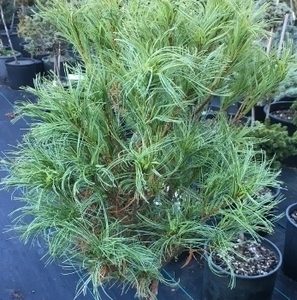 Сосна веймутова - Pinus strobus Vercurve Pa