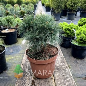 Сосна веймутова - Pinus strobus Greg