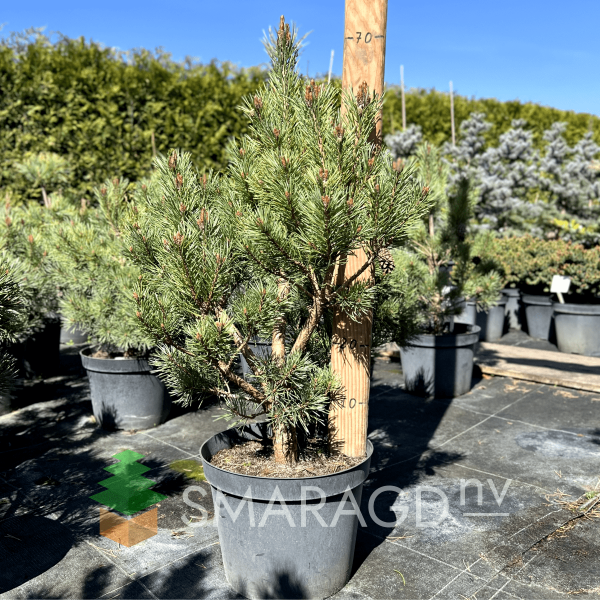 Сосна звичайна - Pinus sylvestris Chantry Blue