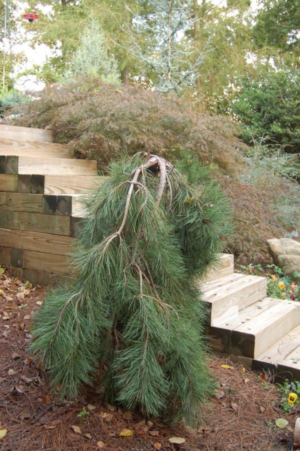 Сосна густоквіткова - Pinus densiflora Pendula Pa (на штамбі)
