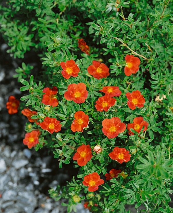 Перстач - Potentilla Marian Red Robin