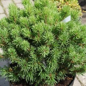 Сосна гачкувата - Pinus uncinata Compacta