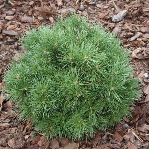 Сосна гачкувата - Pinus uncinata Titus