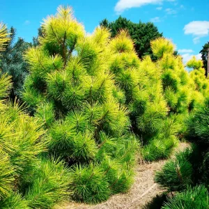 Сосна Тунберга - Pinus thunbergii Ogon