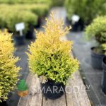 Туя західна - Thuja occidentalis Rheingold