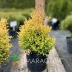Туя західна - Thuja occidentalis Rheingold