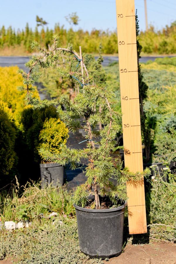 Ялівець прибережний - Juniperus conferta Schlager (на бамбуці)