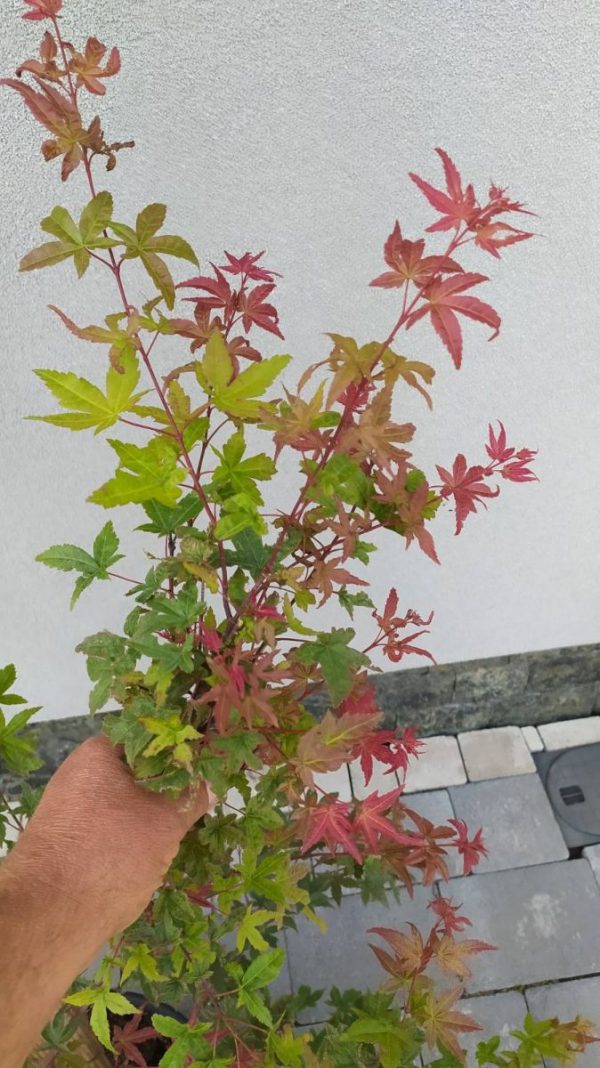 Клен японський - Acer palmatum Shin-Deshojo