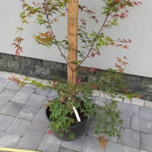 Клен японський - Acer palmatum Shin-Deshojo