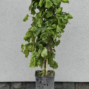 Ліщина звичайна - Corulys avelana Contorta (висота H 40-60 см, горщик 4л)