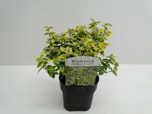 Бересклет форчун - Euonymus fortunei Emerald Gaiety