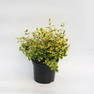 Бересклет форчун – Euonymus fortunei Emerald Gold (діаметр D 15-25 см, горщик 3л)