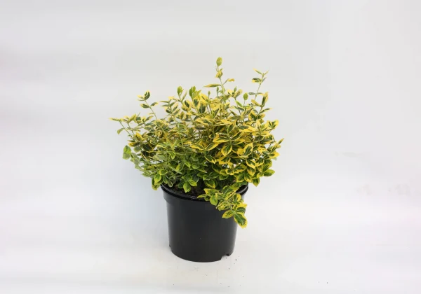 Бересклет форчун – Euonymus fortunei Emerald Gold (діаметр D 15-25 см, горщик 3л)