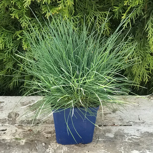 Вівсяниця - Festuca Glauca Elijah Blue