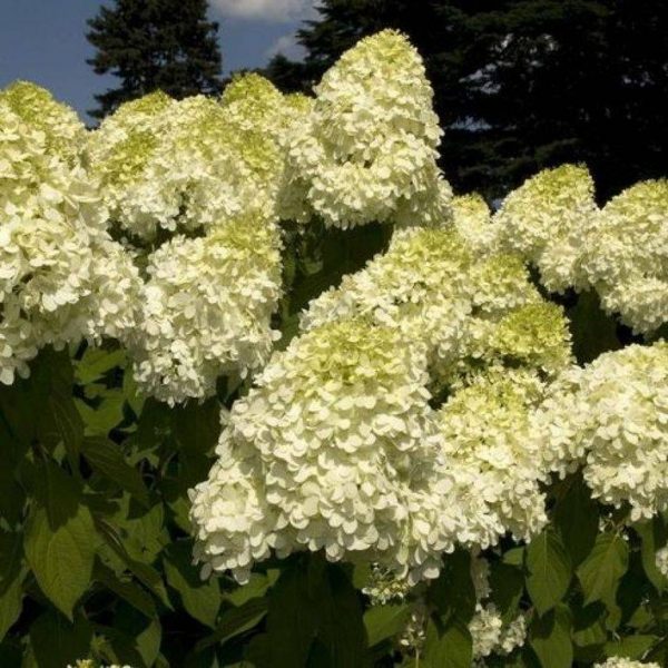 Гортензія волотиста – Hydrangea paniculata Hercules