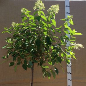 Гортензія волотиста - Hydrangea paniculata Limelight Pa