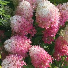 Гортензія волотиста – Hydrangea paniculata Touch of Pink