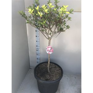 Гортензія волотиста - Hydrangea paniculata Vanille Fraise Pa