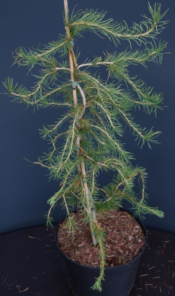 Модрина европейська - Larix decidua Horstman Recurved