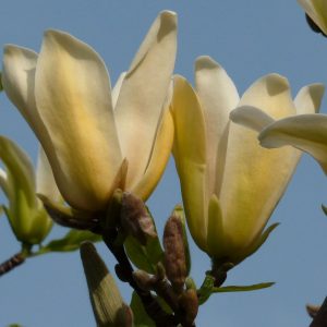 Магнолія – Magnolia Ambrosia