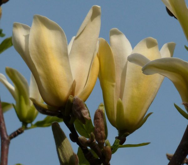 Магнолія – Magnolia Ambrosia