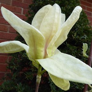 Магнолія – Magnolia Banana Split