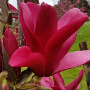 Магнолія – Magnolia Burgundy Spire