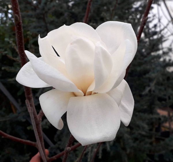 Магнолія – Magnolia Crystal Tulip