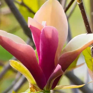 Магнолія – Magnolia First Love