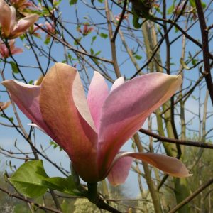 Магнолія – Magnolia Peachy