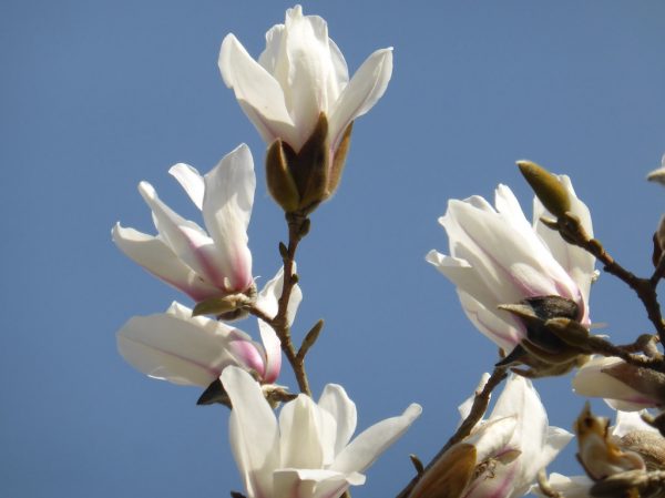 Магнолія – Magnolia Pegasus