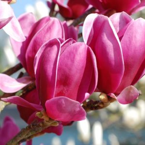 Магнолія – Magnolia Shirazz
