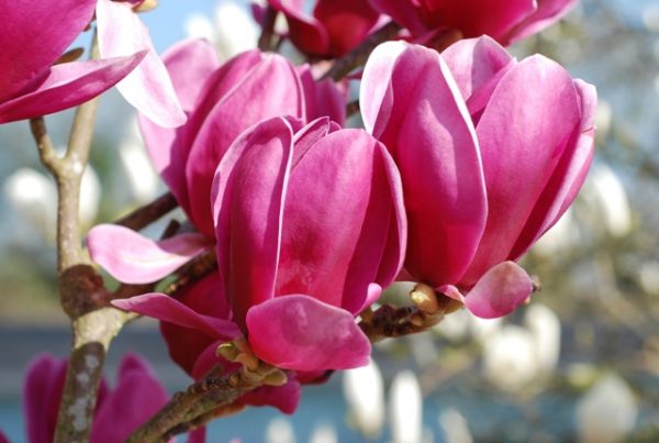 Магнолія – Magnolia Shirazz