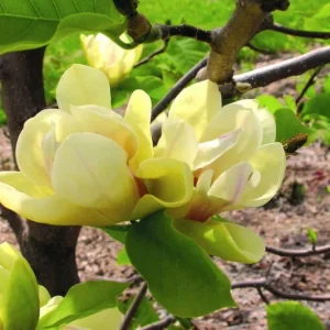Магнолія – Magnolia Sunsation