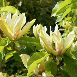 Магнолія – Magnolia brooklynensis Hattie Carthan