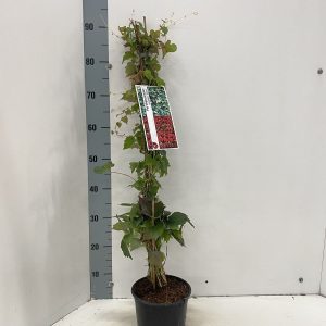 Виноград Вічі - Parthenocissus tricuspidata Veitchii