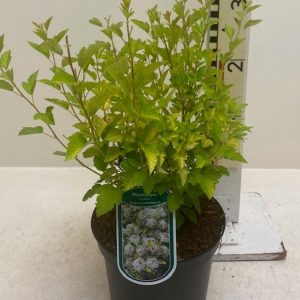 Пухироплідник – Physocarpus opulifolius Magical Raspeery
