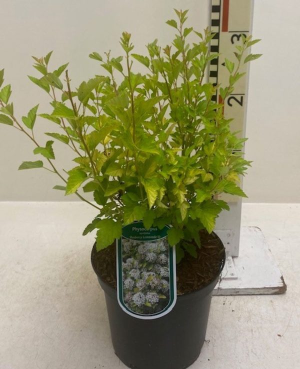 Пухироплідник – Physocarpus opulifolius Magical Raspeery