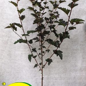 Пухироплідник - Physocarpus opulifolius Red Baron Pa
