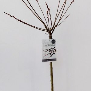 Верба тонкостовбурова - Salix gracilistyla Melanostachys