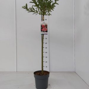 Верба тонкостовбурова - Salix gracilistyla Mount Aso Pa