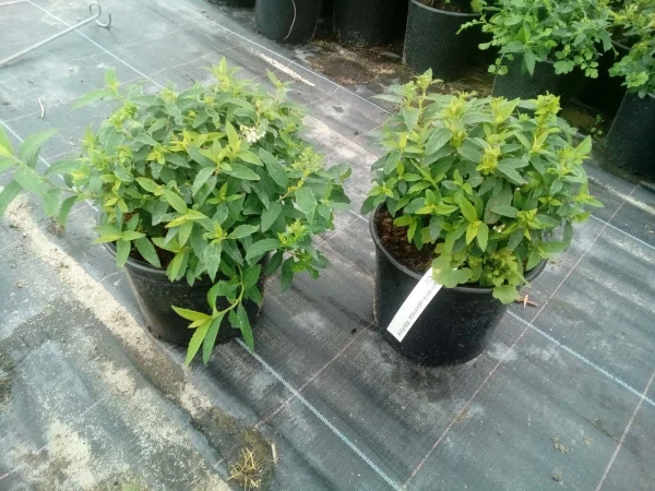 Спірея японська - Spiraea japonica Albiflora