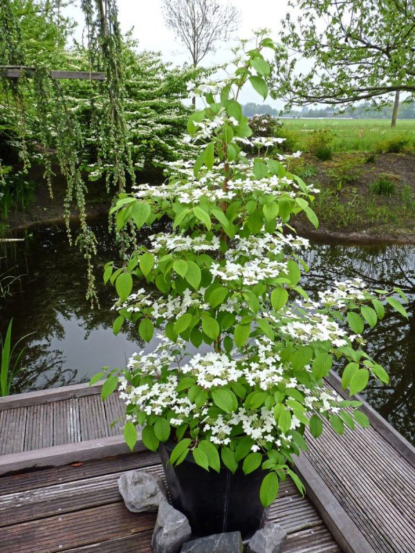 Калина звичайна - Viburnum opulus Kilimanjaro Pa