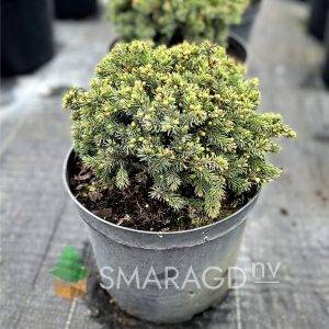 Ялина звичайна - Picea abies Echiniformis