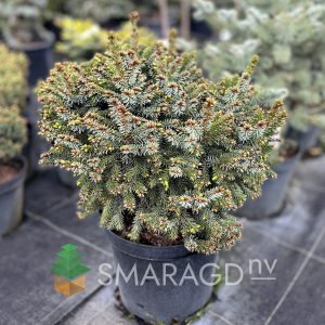 Ялина сербська – Picea omorika Nana