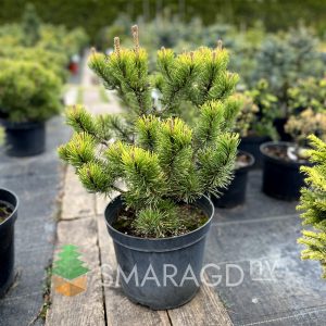 Сосна гірська – Pinus mugo Carsten